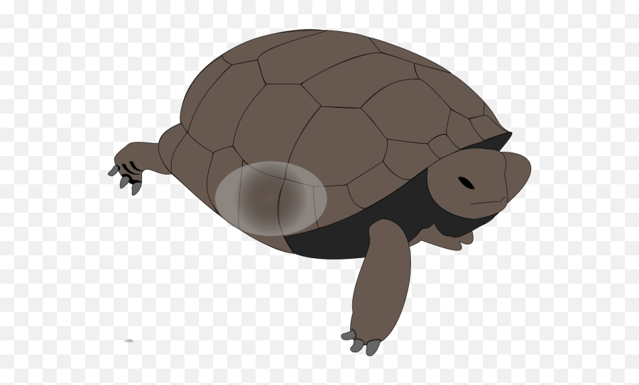 Boy And Turtle Png Svg Clip Art For Web - Download Clip Art Emoji,Android Turtle Emoji