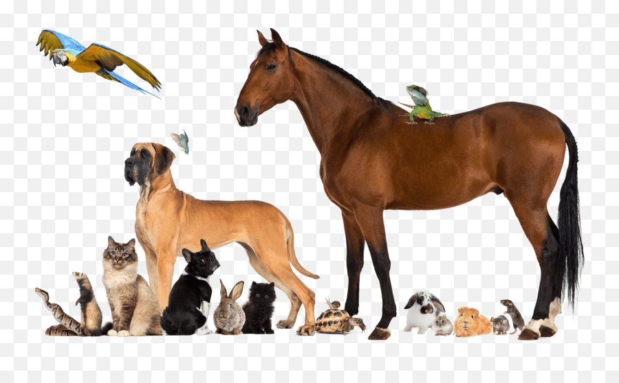 Apbc - Association Of Pet Behaviour Counsellors Group Of Pet Animals Emoji,What Emotions Do Dogs Have
