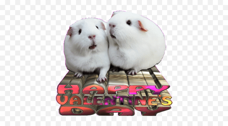 Top Romantic Anime Stickers For Android U0026 Ios Gfycat - Soft Emoji,Guinea Pig Emoticon