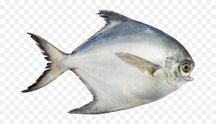 Fish Png - White Pomfret Fish Png Hd Png Download Paplet Fish Hd Png Emoji,Fish Emoji