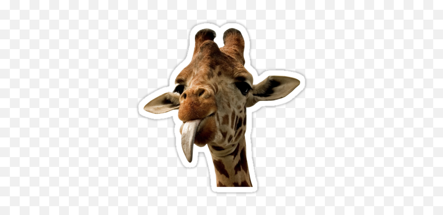 Giraffe With Cute Tongue By Miamulin57 Pegatinas Bonitas - Giraffe Stickers Emoji,Giraffe Emoji Png