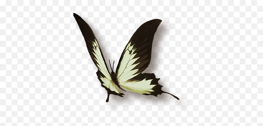 Les Pratiques Femnines Taoistes - Swallowtails Emoji,Meridien Vessie Emotion