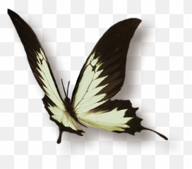 Les Pratiques Femnines Taoistes - Swallowtails Emoji,Meridien Vessie Emotion