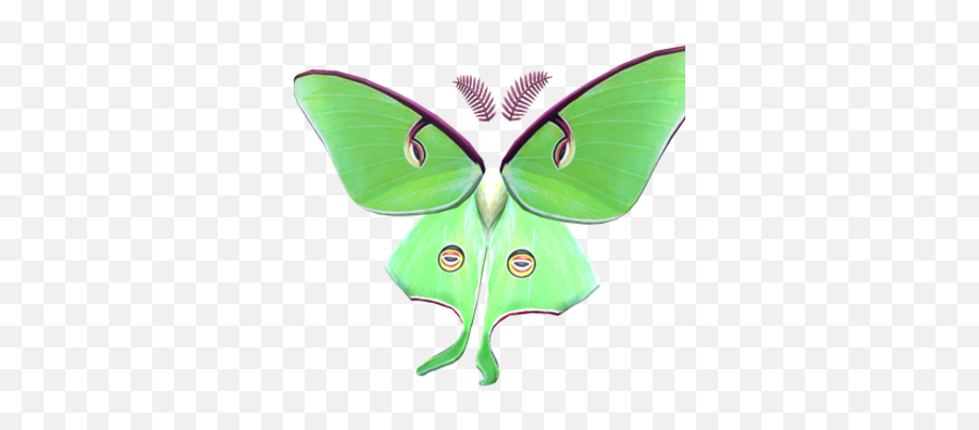 Dreamy Luna Moth Wings - Luna Moth Emoji,Can Luna Moths Feel Emotions