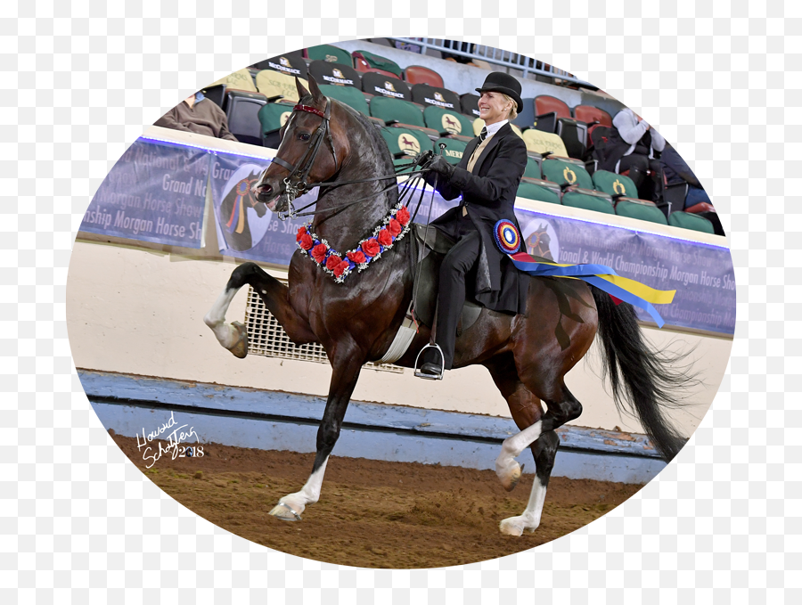 Cherrydale Manor Breeders Of World Champion Morgan Horses - Halter Emoji,Work Emotion D9r 2015 Wrx