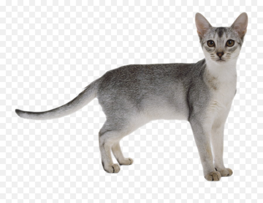 Cat Png Clipart 28 Image Download Vector - Cat Full Body Png Emoji,Grey Cat Emoticons For Facebook