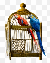 Podcast Episode 34 Out Of The Cage Cristie Gardner Emoji,Robert Browning On Emotions