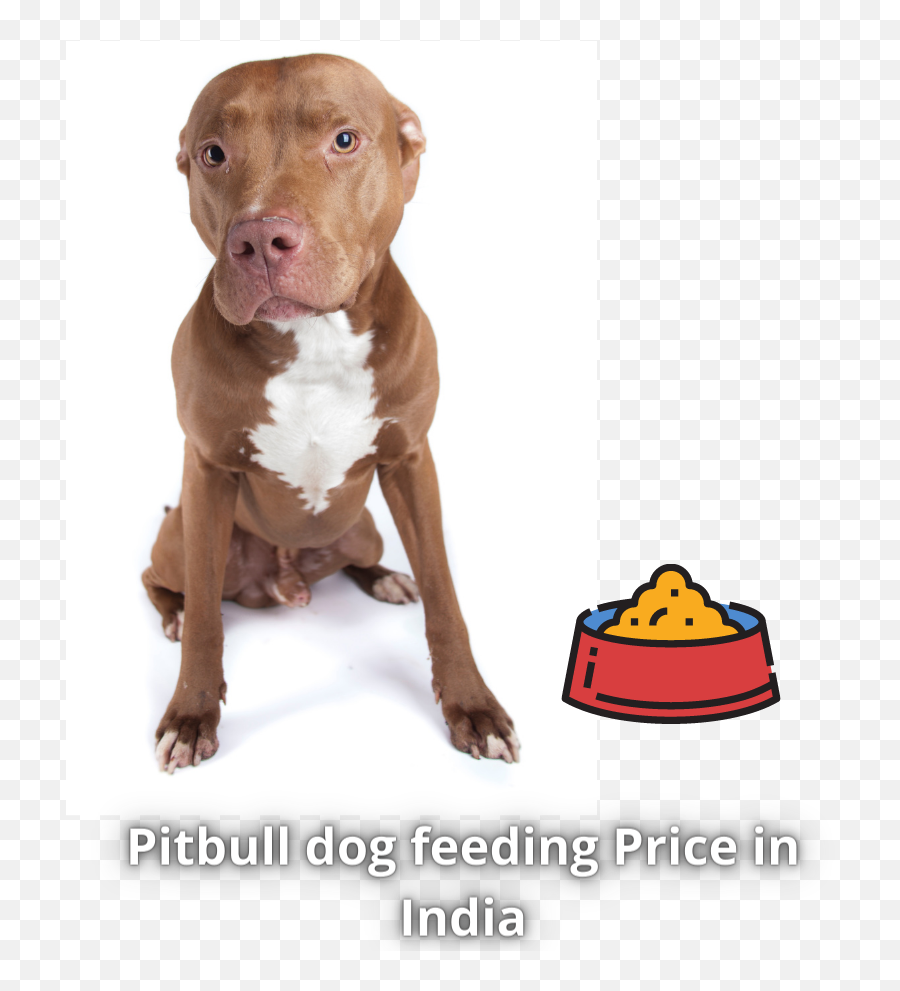 Pitbull Dog Price In India - Pet Bul Dog Price Emoji,Pitbulls Read Emotion