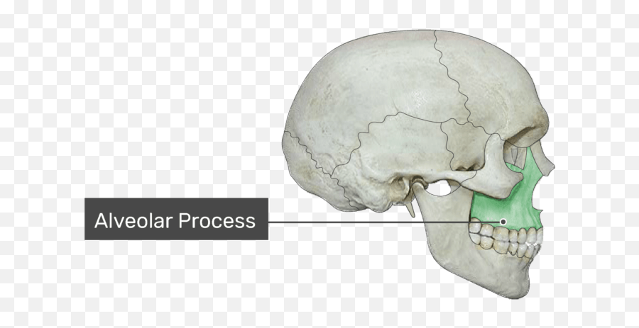 Lateral Skull Bone Markings - Alveolar Process In The Skull Emoji,Skull & Acrossbones Emoticon