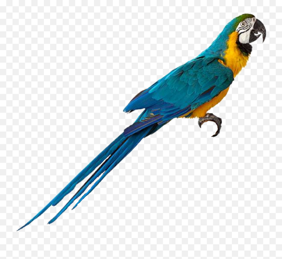 Macaw Parrot Bird Sticker - Macaw Bird Images Download Emoji,Parrot Emoji