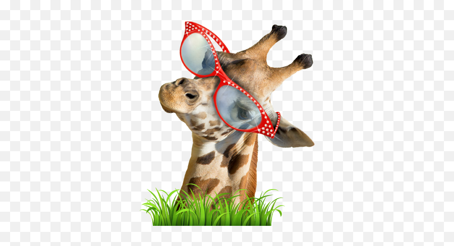 Live Giraffes U2013 Funny Stickers Smileys U0026 Emoji By Lively Technology - Northern Giraffe,Giraffe Emoticon