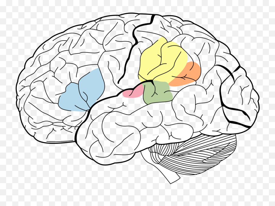 Language Center - Wikipedia Lobes Of The Brain Emoji,Emotion Center Of Brain
