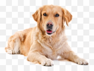 Labrador Png Photos Png Mart Emoji,Corgi Emoji No Background