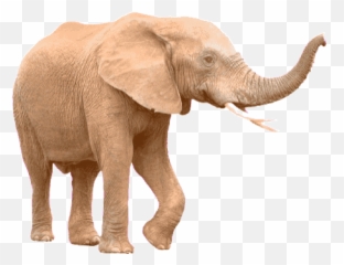 Top Cheap Party Supplies Miami Stickers For Android U0026 Ios - Elephant Cartoon Gif Transparent Emoji,Emoticons Party Supplies