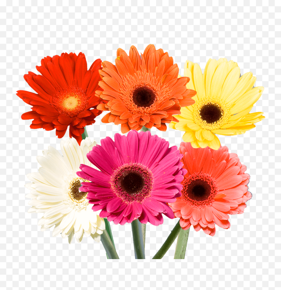 What Flowers To Give - Fresh Emoji,Colour Symbolising A Mothers Emotion Mother