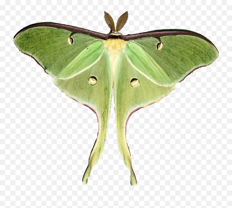 1280x1280 Chinese Moon Moth Tumblr - Transparent Luna Moth Png Emoji,Can Luna Moths Feel Emotions