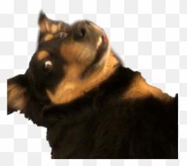 The Most Edited - Northern Breed Group Emoji,Samurai Jack Emoji Dogs