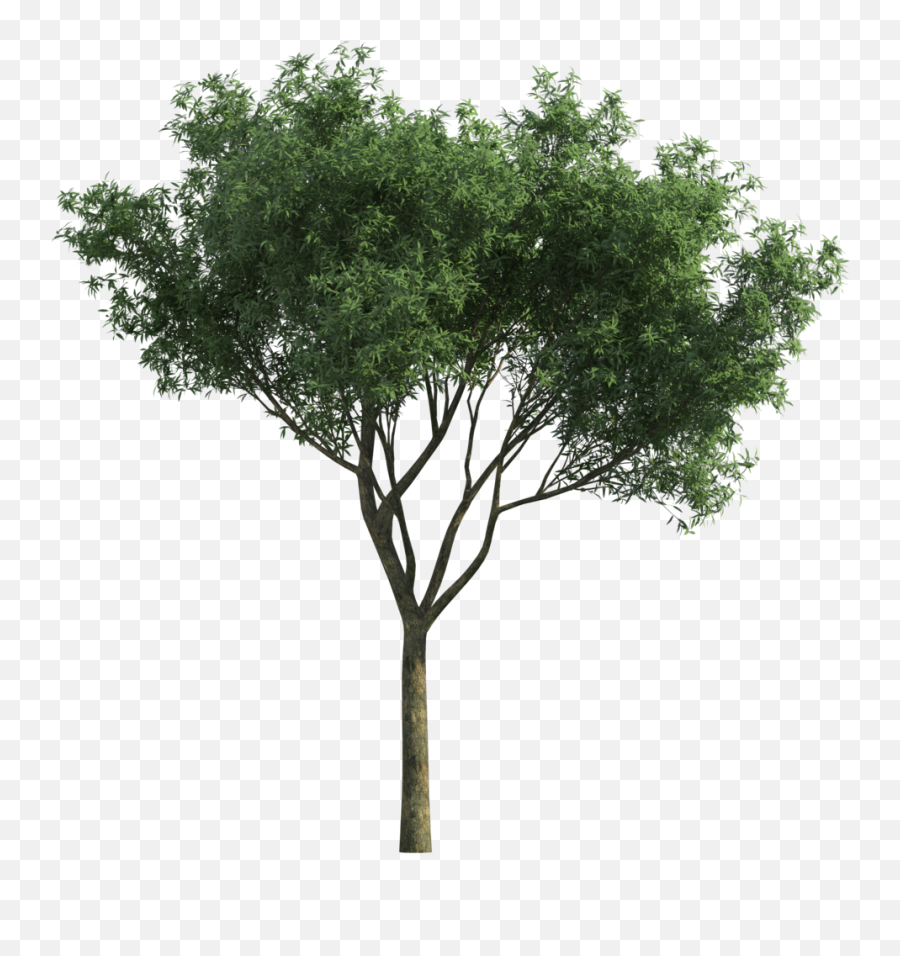 Download Garden For Tree Tortilis Green - Cover Page Design For Architectural Project Emoji,Upside Down Tree Emoticon