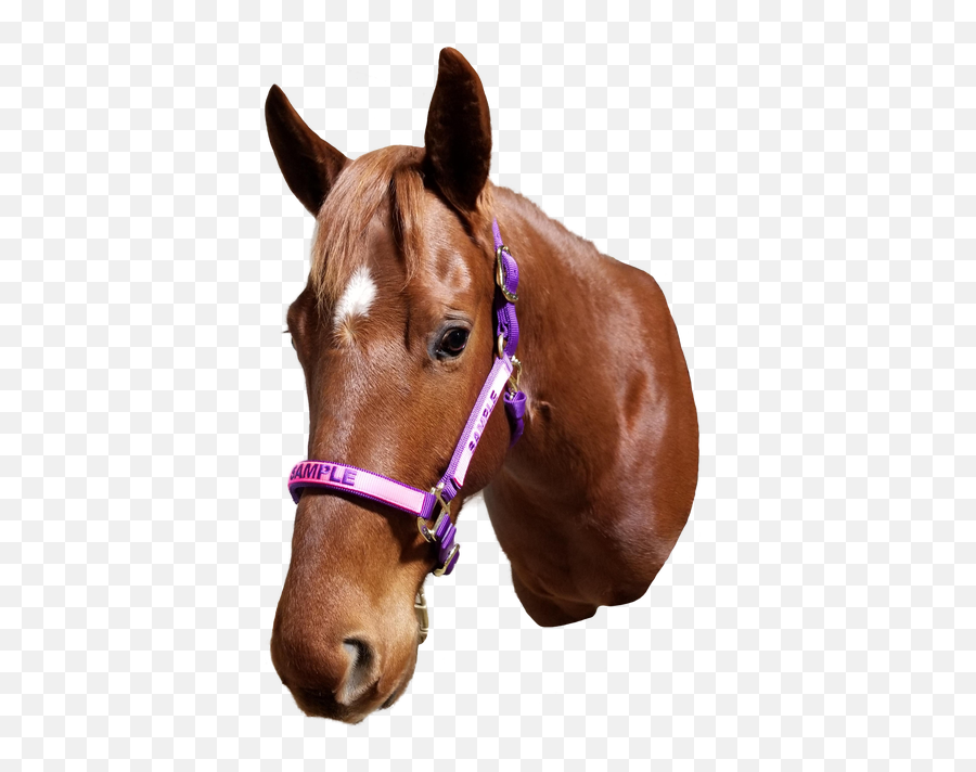 Custom Monogrammed Horse Halter - Averagehorse Size Halter Emoji,Horse Emojis