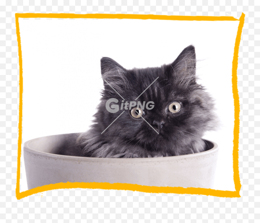 Tags - Cat Silhouette Gitpng Free Stock Photos Black Cat Emoji,Grumpy Cat Emoji Png