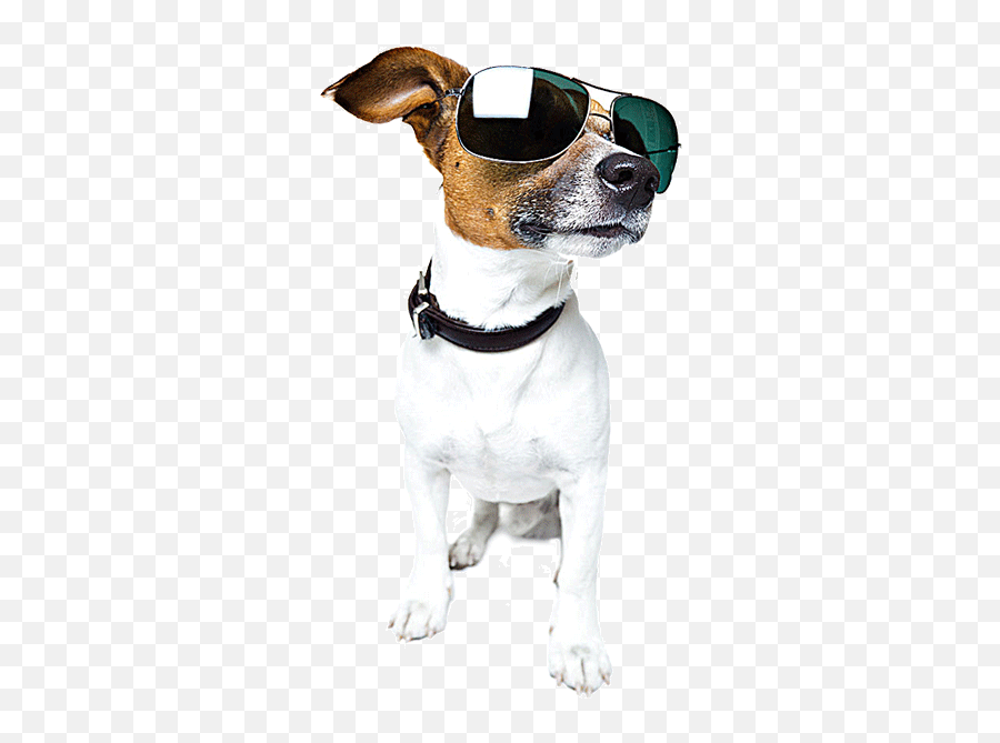 Download Wearing Shepherd Walking - Dog In Sunglasses Transparent Emoji,Cartoon Sad German Shepherd Emoticon