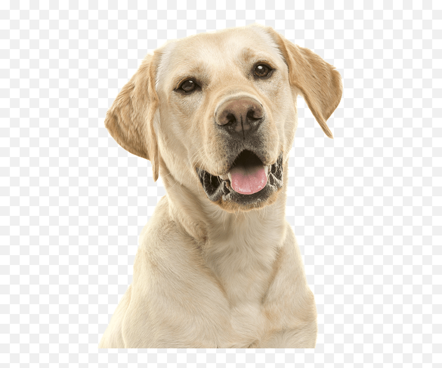 Fetch Family Pet Resort - Canine Tooth Emoji,Labrador Retriever Happy Birthday Emoticon