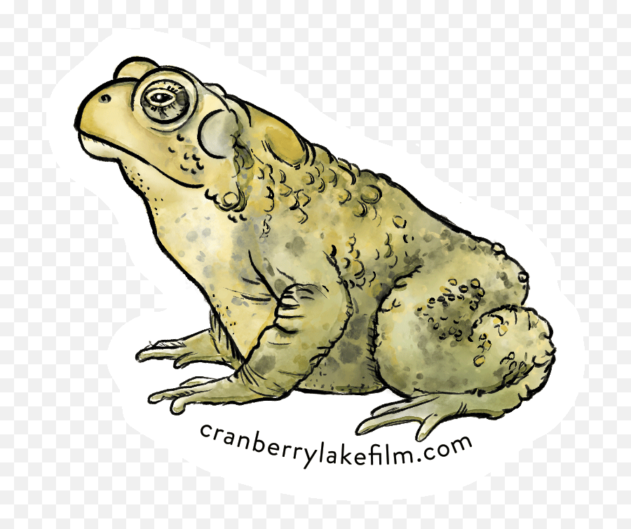 Downloads Cranberry Lake Film - Toads Emoji,Spadefoot Toad Emotion