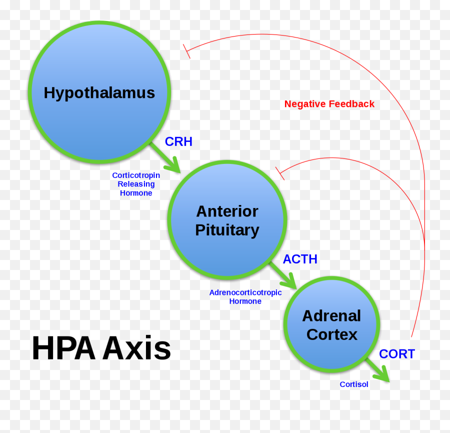 Hypothalamic - Hpa Axis Emoji,Hypothalamus Emotions