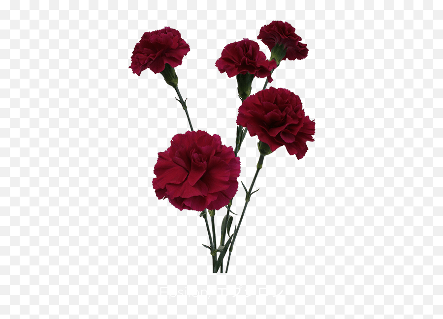Free Carnation Png Download Free Carnation Png Png Images Emoji,Emoji 11434