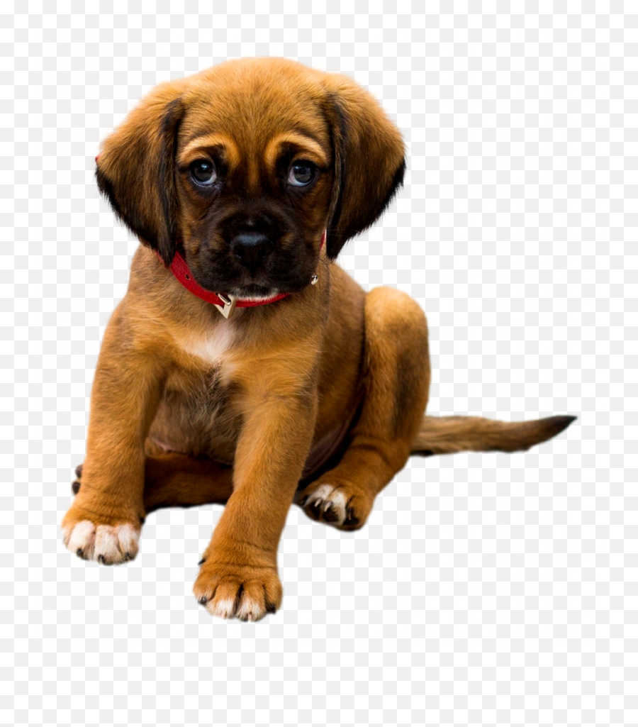 Full - Service Dog Grooming Doggie Day Spaw Dog Wash And Emoji,Dog Emoji Facebook
