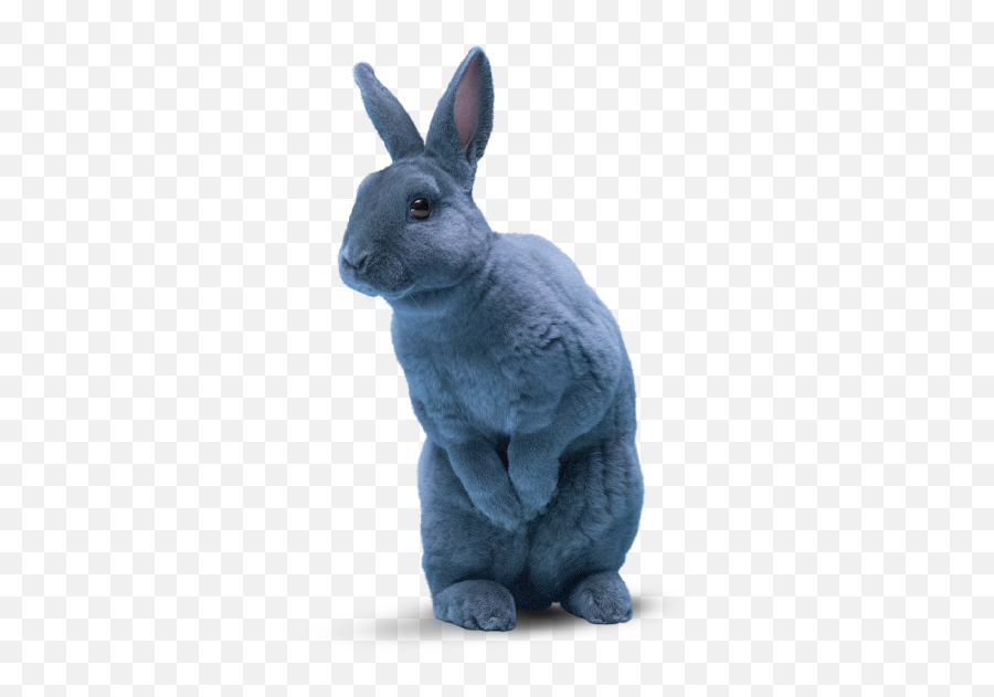 Blue Bunny Ice Cream - Sundaes Cones Bars Blue Bunny Blue Bunny Emoji,Cream The Rabbit Emojis