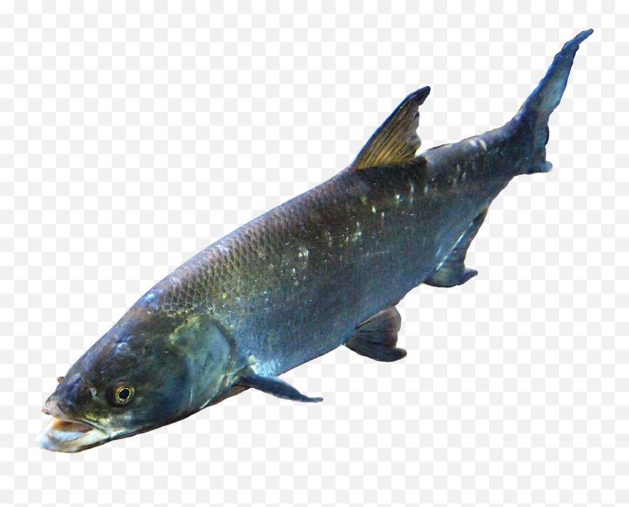 S Fish Png U0026 Free S Fishpng Transparent Images 57862 - Pngio Original Fish Png Emoji,Fish Horse Emoji