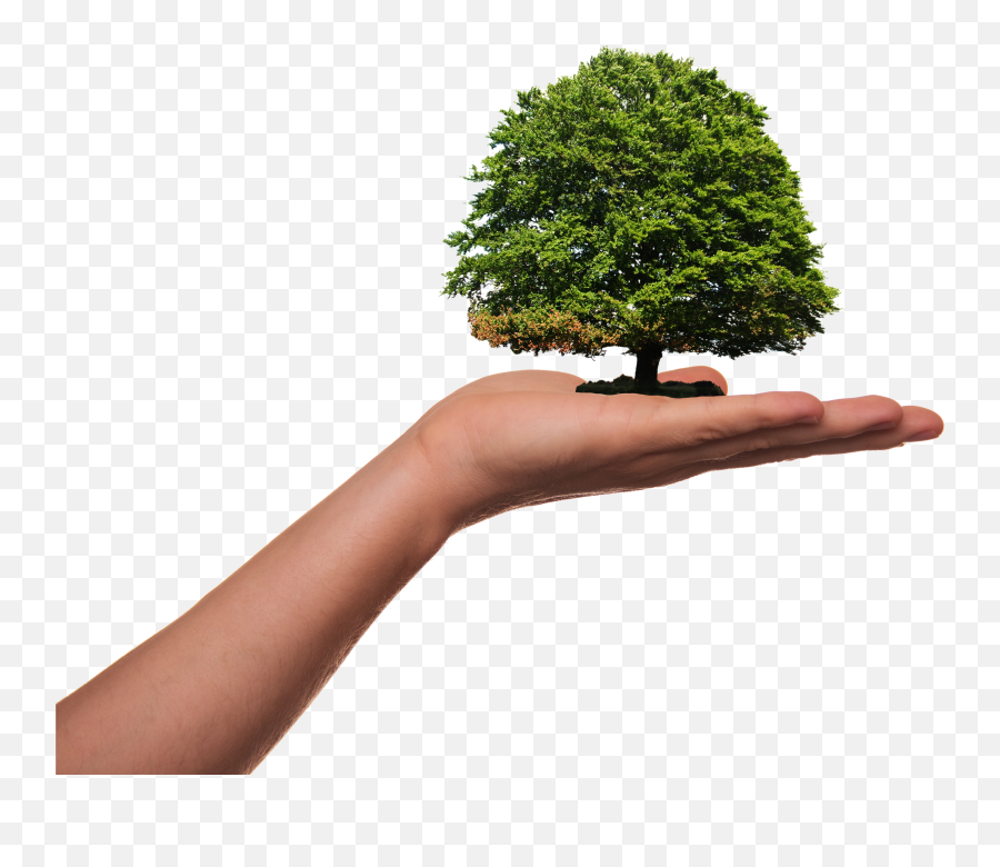 Plant Tree Green - Tree Environment Day Emoji,22 Emotions Of Planting Seaso