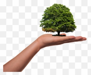 Plant Tree Green - Tree Environment Day Emoji,22 Emotions Of Planting Seaso
