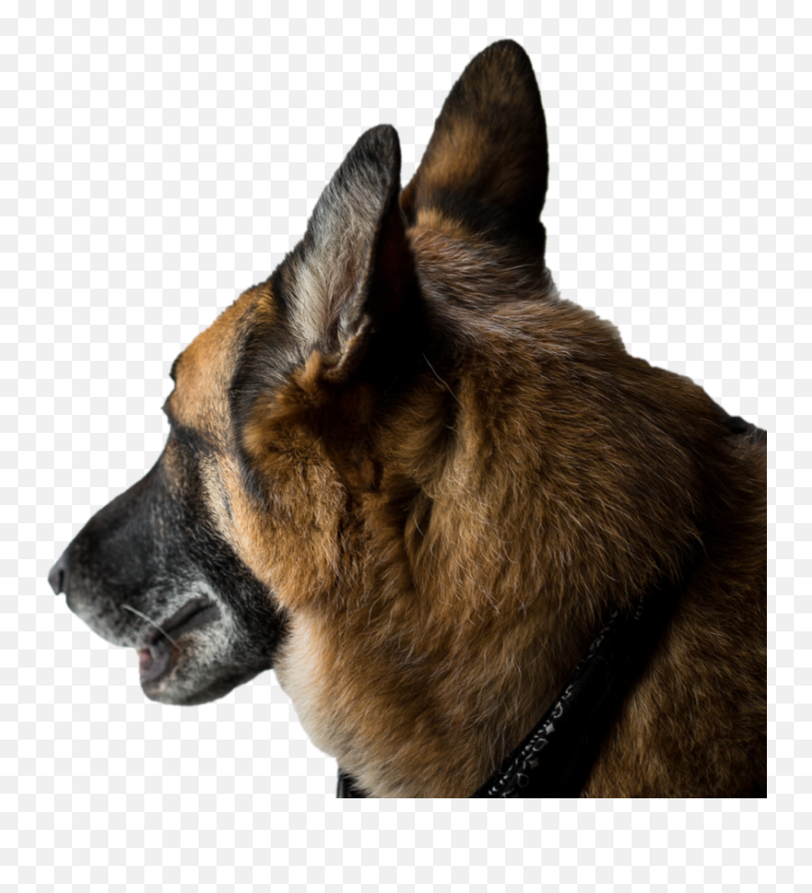 Redwood Coast German Shepherd Rescue - Martingale Emoji,German Shepherd Dog Barking Emoticon