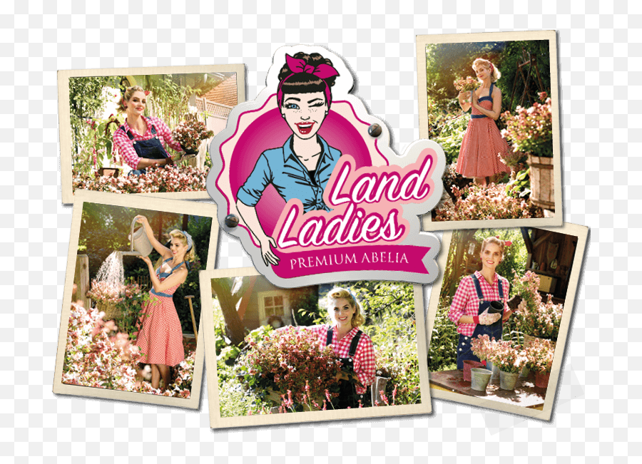 Land Ladies - Girly Emoji,Abelia 'sweet Emotion'