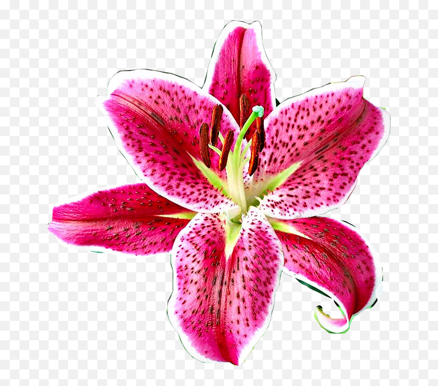 Lily Flower Sticker - Lily Emoji,Lily Flower Emoji