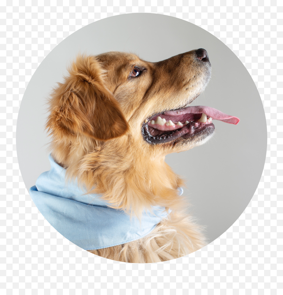 Meet Our Team Peace Love Pets Veterinary Care Emoji,Dogs With Emotions Excited