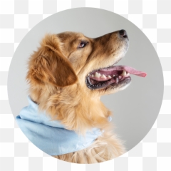 Meet Our Team Peace Love Pets Veterinary Care Emoji,Dogs With Emotions Excited