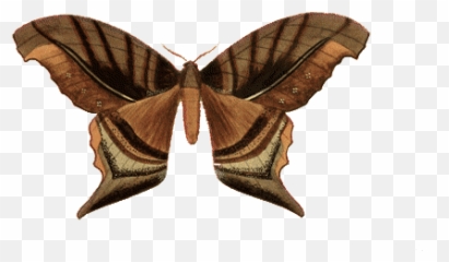 Top I Fucked Up Stickers For Android U0026 Ios Gfycat Emoji,Butterfly Emoticon Gif
