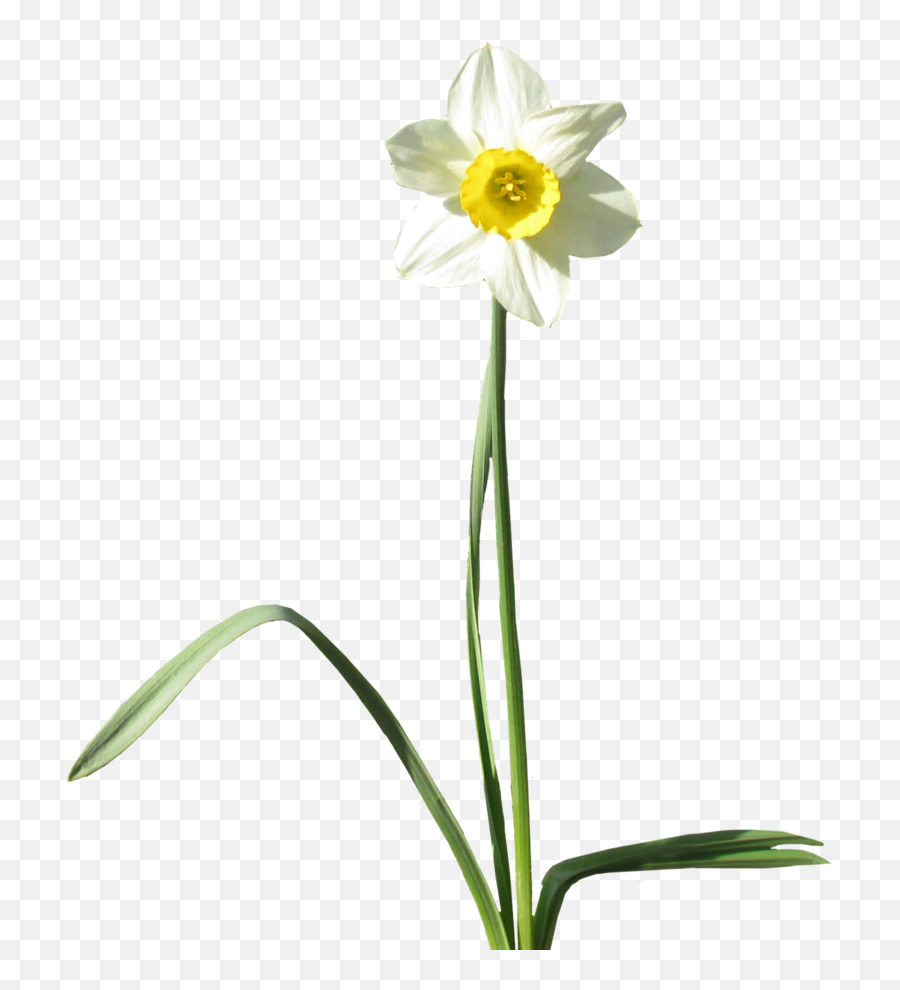 Daffodil Transparent Background Png Png Arts Emoji,Emoticon Daffodif