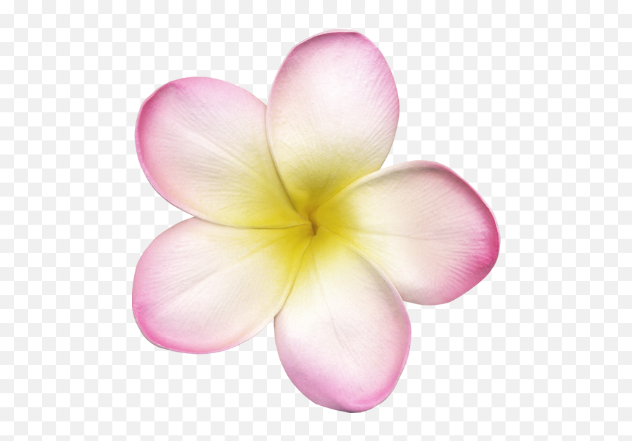 52 Stickers Ideas In 2022 Transparent Flowers Stickers Emoji,Pinkfloweremoji Insta 52 Stickers Ideas In 2022 Transparent Flowers Stickers Emoji,Pinkfloweremoji Insta