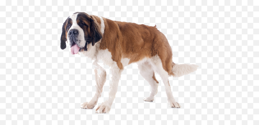 St Bernard Breed Facts And Information Petcoach - Transparent Saint Bernard Png Emoji,What Emotions Do Dogs Have