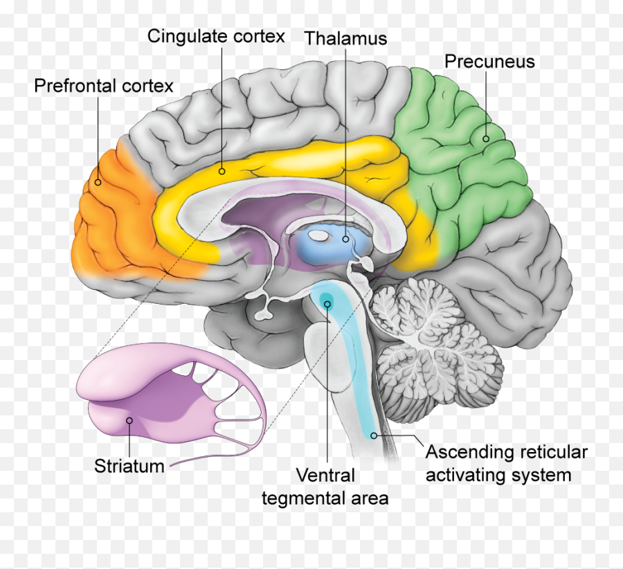The Brainu0027s Autopilot Mechanism Steers Consciousness - Midsagittal View Of Brain Third Ventricle Emoji,Emotion Brain