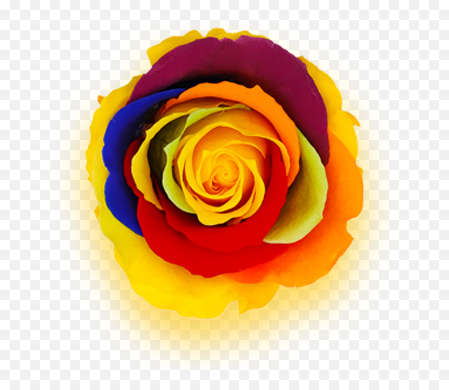 Preserved Rose Colors Their Meanings - Fresh Emoji,Colour Symbolising A Mothers Emotion Mother