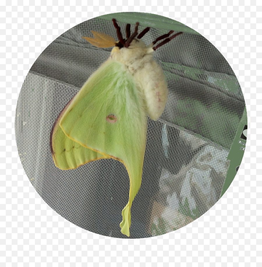 Actias Luna Moth Butterfly Pupa Cocoon - Luna Moth Emoji,Can Luna Moths Feel Emotions