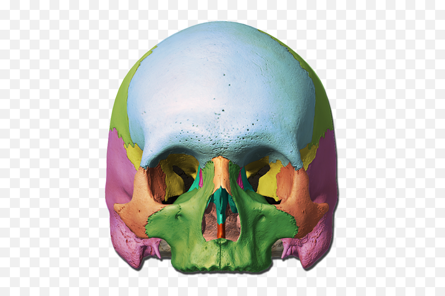 Skull Labeling Quiz - Orbit Of Skull Unlabeled Emoji,Skull & Acrossbones Emoticon