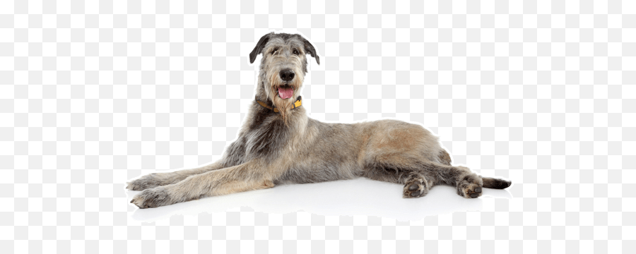 What Is The Most Expensive Dog Breed - Quora Irish Wolfhound Wolfhound Puppies Emoji,Caucasian Mountain Shepherd Puppy Emoticon