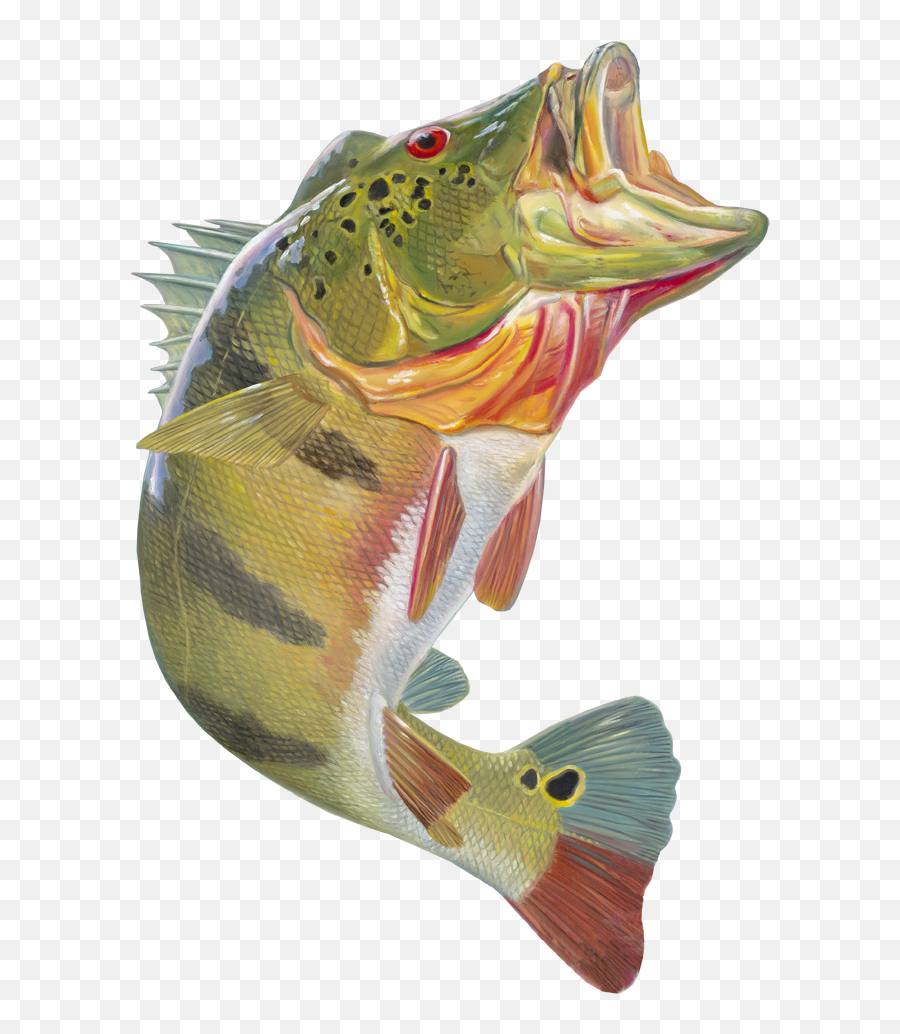 Bass Fish Png Emoji,Https://news.google.comlaugh Emoticon
