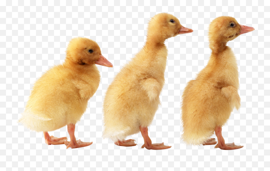 Three Baby Duck Png Transparent Images - Ducklings Png Emoji,Duck Emoji No Background